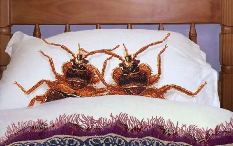 клопы под кроватью, где они живут